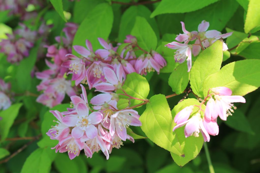 紅花ウツギ マギシエン
